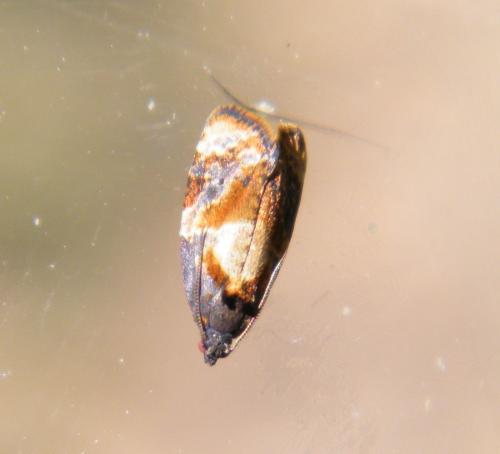 Réf. 302 480 : Ditula angustiorana