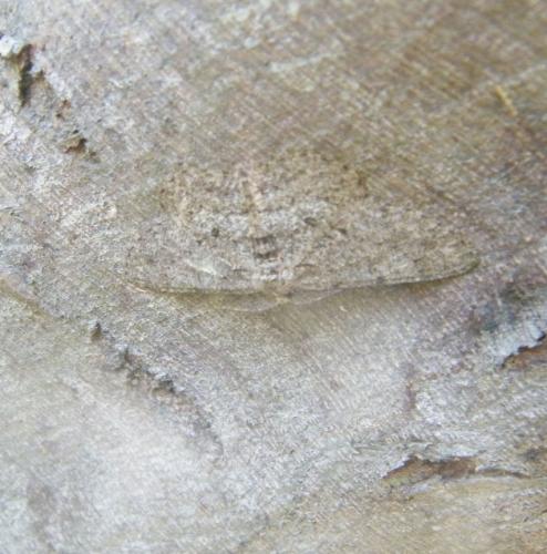 Réf. 302 259 : Hypomecis punctinalis