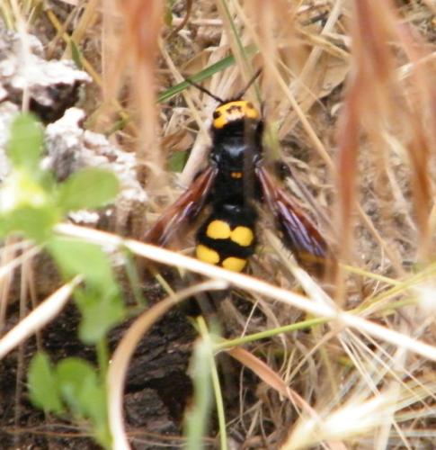 Megascolia maculata