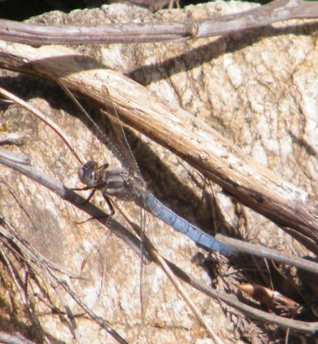 Orthetrum brunneum