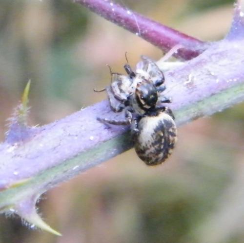 Carrhotus xanthogramma