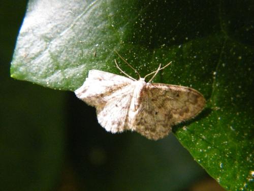 Réf. 302 621 : Idaea libycata