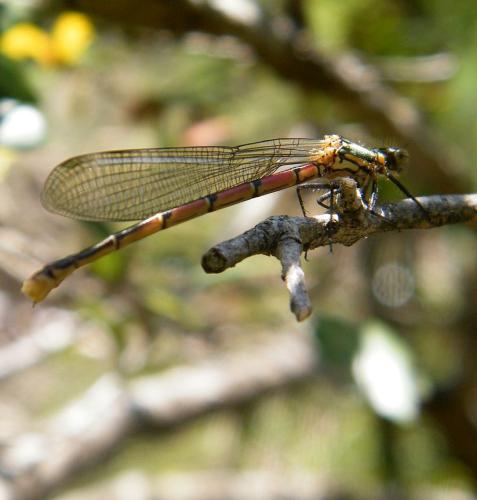 Pyrrhosoma nymphula