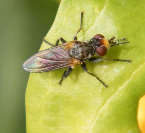 Zodion cinereum
