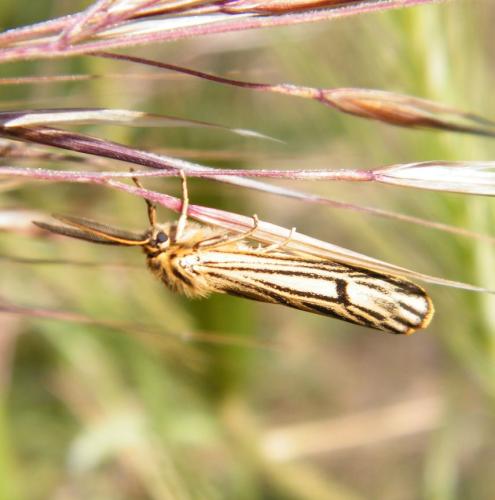 Réf. 302 748 : Coscinia striata