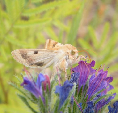 Réf. 302 996 : Heliothis peltigera