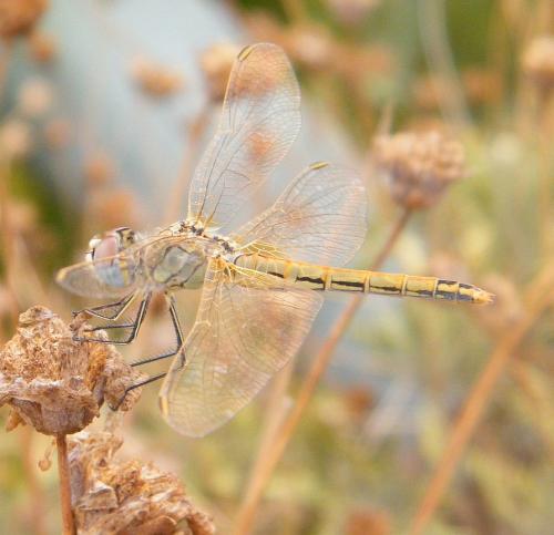 Réf. 302 082 : Sympetrum fonscolombii