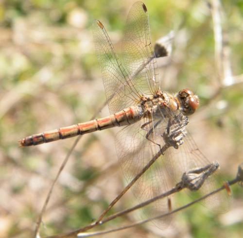 Sympetrum striolatum