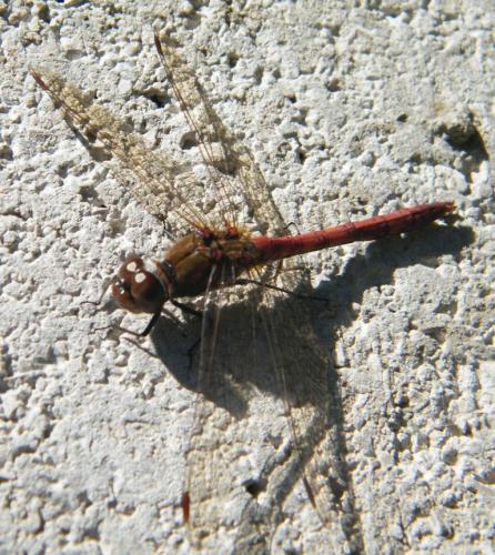 Réf. 302 170 : Sympetrum striolatum