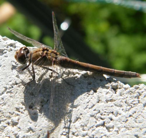 Sympetrum striolatum