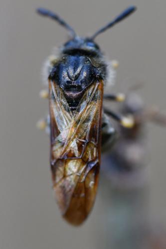 Abia sp.