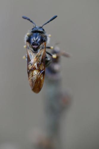 Abia sp.