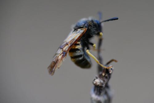 Abia sp.