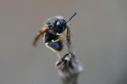 Abia sp.