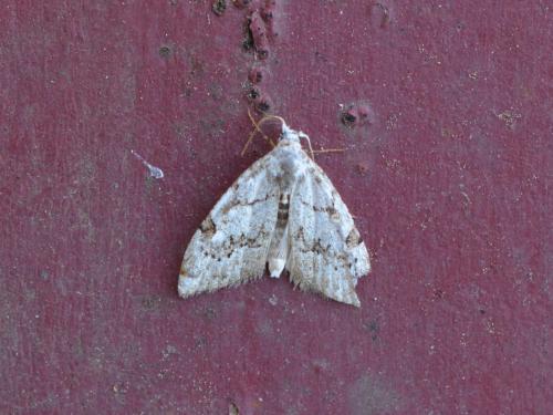Réf. 302 334 : Nola confusalis