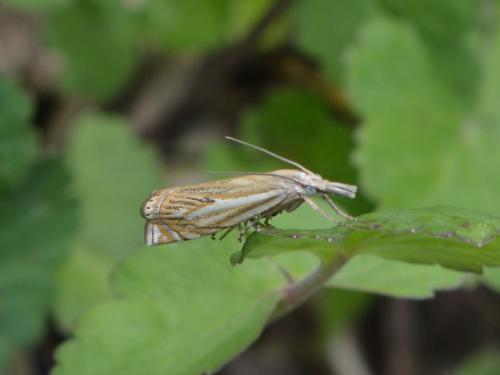 Réf. 302 960 : Crambus lathoniellus