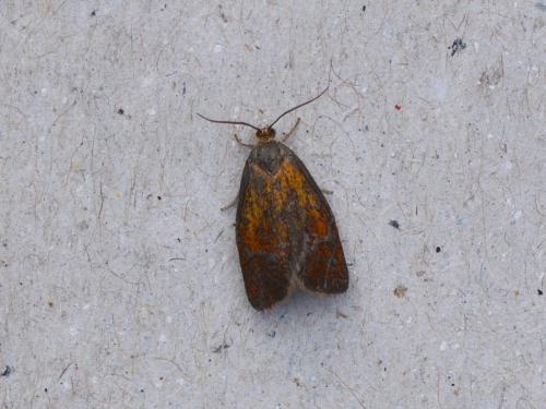 Réf. 302 419 : Ptycholoma lecheana