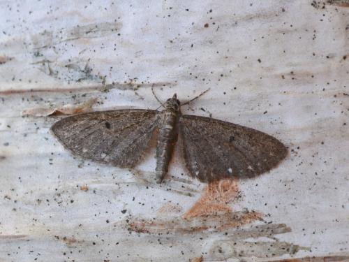 Réf. 302 180 : Eupithecia tripunctaria