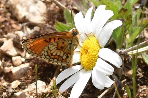 Réf. 302 041 : Melitaea parthenoides