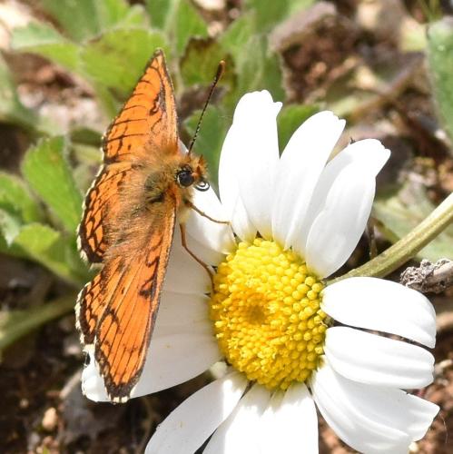 Melitaea parthenoides