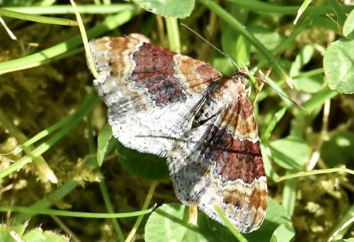 Réf. 302 072 : Xanthorhoe sp.