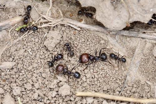 Réf. 302 093 : Messor barbarus