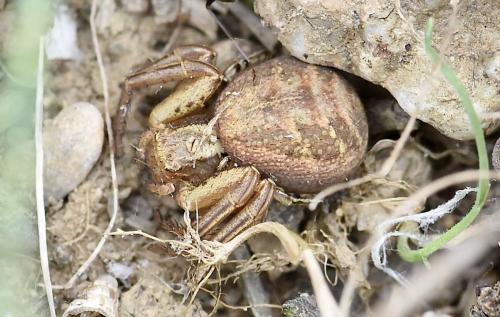 Réf. 302 142 : Xysticus sp.