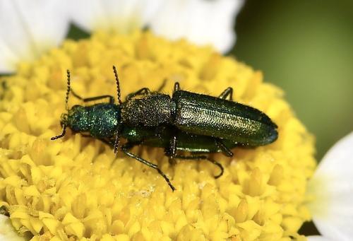 Réf. 302 373 : Dasytinae inconnu