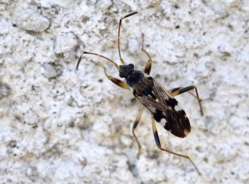 Beosus maritimus
