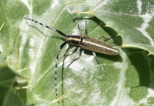 Agapanthia cardui