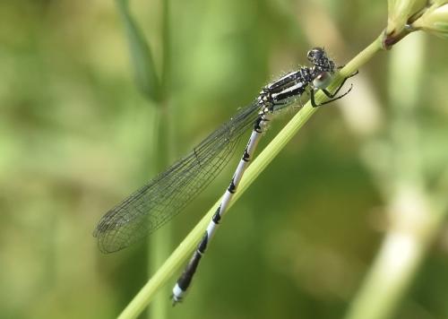 Erythromma lindenii