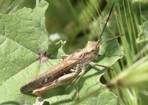 Réf. 302 204 : Chorthippus brunneus brunneus