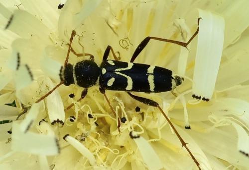 Réf. 302 071 : Clytus rhamni