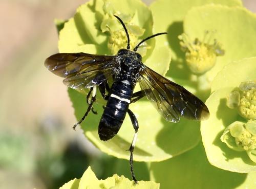Réf. 302 129 : Cephaledo bifasciata bifasciata