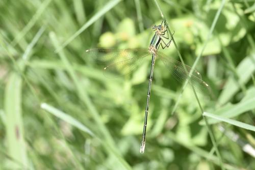 Lestes barbarus