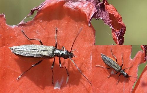 Oedemera sp.
