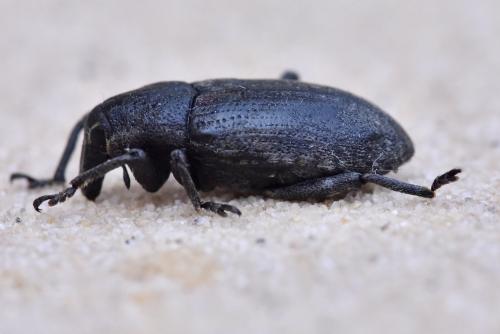 Réf. 302 302 : Temnorhinus sp.