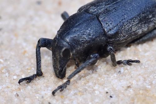 Réf. 302 303 : Temnorhinus sp.