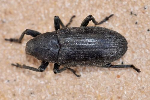 Temnorhinus sp.