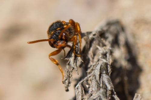 Nomada sp.