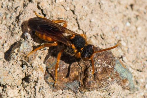 Nomada sp.