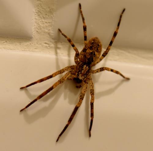 Réf. 302 920 : Zoropsis spinimana