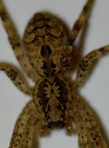 Zoropsis spinimana