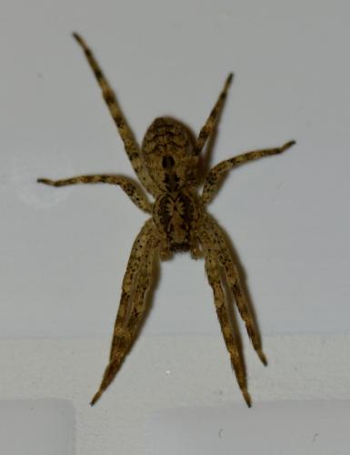 Zoropsis spinimana