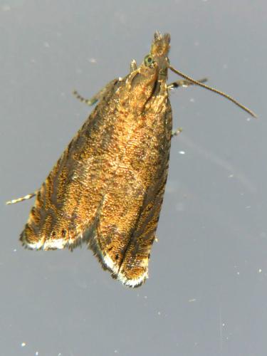 Réf. 302 708 : Dichrorampha sp.