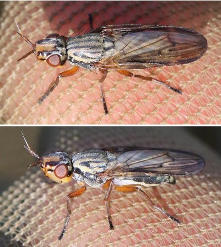 Dorycera graminum