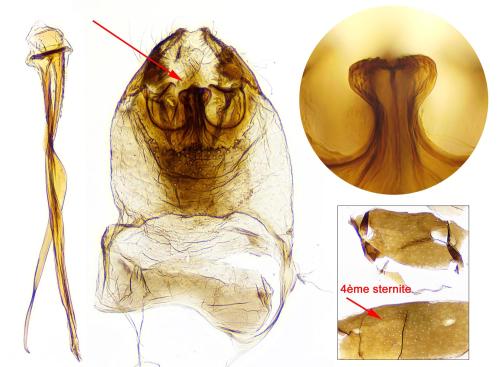 Dyseriocrania subpurpurella