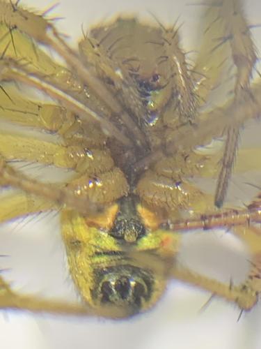 Réf. 302 270 : Araniella opisthographa