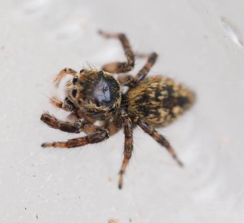 Carrhotus xanthogramma