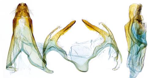 Réf. 302 080 : Filatima spurcella